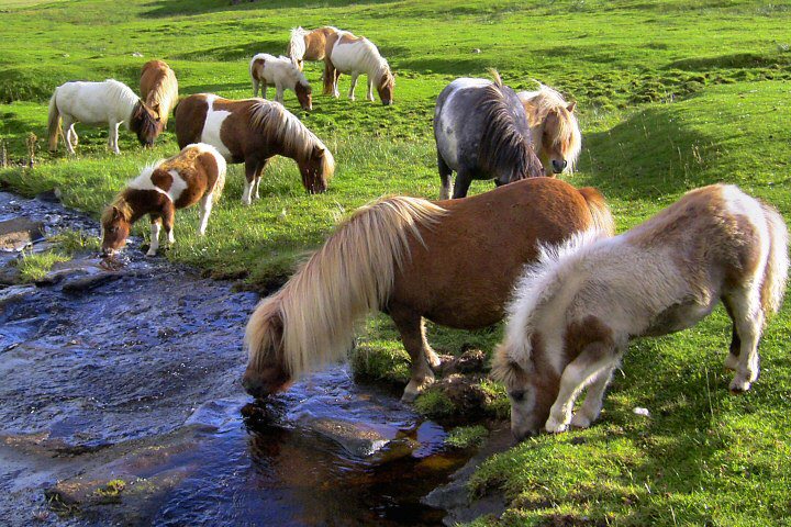 Shetland Pony